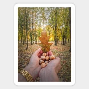 autumn walk in the oak forest Sticker